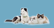 Pet Health Care with Veterinary Secrets